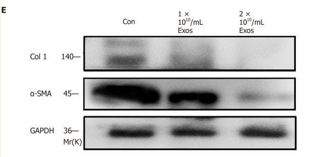 GAPDH Antibody - Figure 9
IF-C2C12 Exos down-regulated C2C12 fibrogenic/myogenic differentiation-related proteins in vitro.