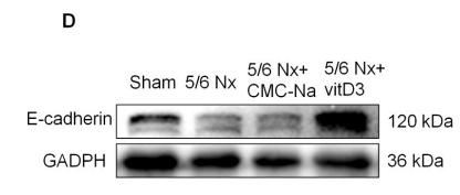 GAPDH Antibody - Fig.
