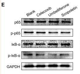 GAPDH Antibody - FIGURE 3
Umbelliferone and scopoletin differentially inhibited RA-FLS activities.