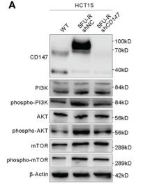PI3K p85 alpha Antibody - Figure 4
CD147 upregulates HIF-1α expression through the activated PI3K/AKT/mTOR signaling pathway.