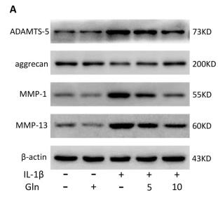 beta Actin Antibody - Figure 3Effect of both concentrations of glutamine on ADAMTS-5, aggrecan, MMP-1, and MMP-13 in chondrocytes treated with IL-1β.