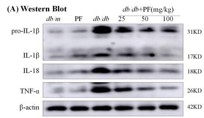 IL18 Antibody - Fig.
