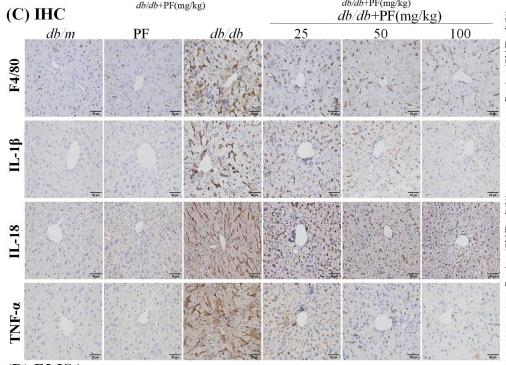 IL18 Antibody - Fig.