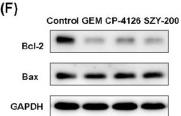 Bcl-2 Antibody - Figure 4
Effects of SZY-200 on cell cycle progression and apoptosis rate in UM-UC-3 cells and scratch tests.