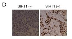 SirT1 Antibody - Figure 6
MiR-29a promoted cell proliferation and invasion in breast cancer with type 2 diabetes mellitus (BDM) by targeting SIRT1.