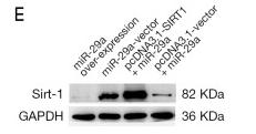 SirT1 Antibody - Figure 6
MiR-29a promoted cell proliferation and invasion in breast cancer with type 2 diabetes mellitus (BDM) by targeting SIRT1.