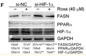 HIF1A Antibody - FIGURE 2
Roxadustat attenuates lipid accumulation by increasing PPARα protein expression in the liver and reducing FASN levels in HepG2 cells.