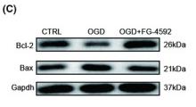 Bcl-2 Antibody - FIGURE 2
FG‐4592 inhibits apoptosis and promotes autophagy in bone marrow stromal cell (BMSC) post‐oxygen–glucose deprivation (OGD).