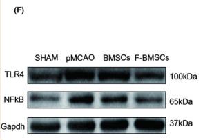 NF-kB p65 Antibody - FIGURE 6
Transplantation of FG‐4592 preconditioned bone marrow stromal cell (BMSCs) inhibits microglial activation and inflammation.