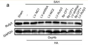GAPDH Antibody - Fig.