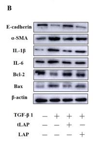 IL6 Antibody - Fig.