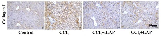 Collagen I Antibody - Fig.