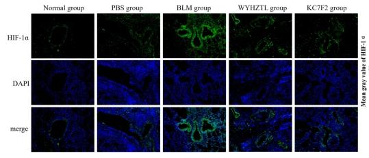 HIF1A Antibody - Fig.