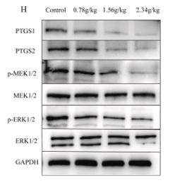 GAPDH Antibody - Fig.