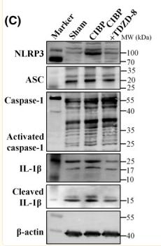 Cleaved-IL-1 beta (Asp116) Antibody - FIGURE 5
Effects of TDZD‐8 on spinal NLRP3 inflammasome cascade.