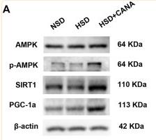 AMPK alpha Antibody - FIGURE 7
CANA improves the cardiac function by activation of fatty acid oxidation and ketogenesis and reducing oxidative stress through the AMPK/SIRT1/PGC-1a pathway.