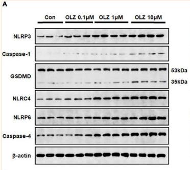 GSDMD Antibody - FIGURE 2
Olanzapine treatment activated NLRP3/caspase-1 signaling, and increased NLRC4, NLRP6, and IL-1β protein expression in cultured astrocytes.