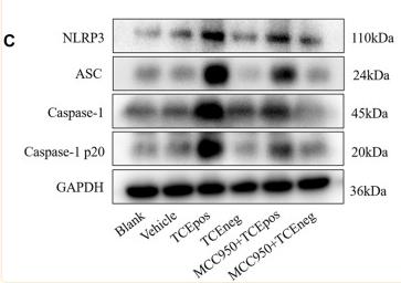 Cleaved-Caspase 1 (Asp296), p20 Antibody - FIGURE 4
Caspase-1–dependent canonical pathway activated RTEC pyroptosis.