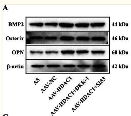 BMP2 Antibody - Fig.