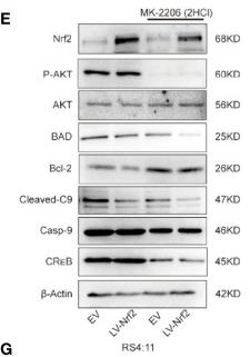 Cleaved-Caspase 9 (Asp353) Antibody - Figure 4
(A) Representative western blot of Nrf2, p-PI3K, PI3K, p-AKT, AKT, and β-Actin in RS4:11 cells.