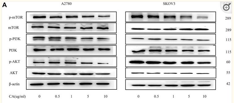 Phospho-AKT1/2/3 (Ser473) Antibody - FIGURE 4
CA reverses the EMT process of A2780 and SKOV3 via the PI3K/AKT signaling pathway.