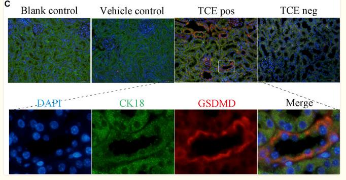 GSDMD Antibody - FIGURE 3
GSDMD-mediated RTEC pyroptosis contributed to TCE-induced renal damage.