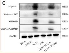 GSDMD Antibody - FIGURE 8
C5b-9 promoted GSDMD-mediated RTEC pyroptosis in TCE-sensitized mice.