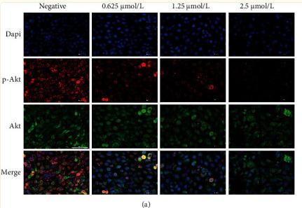Phospho-AKT1/2/3 (Ser473) Antibody - Figure 4
Anlotinib inhibits the migration of HSC-3 cells by suppressing the activation of the Akt pathway.
