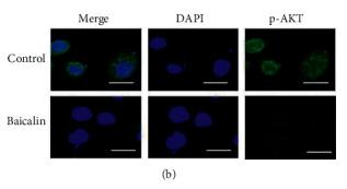 Phospho-AKT1/2/3 (Ser473) Antibody - Figure 4
Baicalin inhibited the PDK1/AKT signaling pathway in NSCLC.