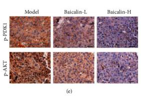 Phospho-AKT1/2/3 (Ser473) Antibody - Figure 4
Baicalin inhibited the PDK1/AKT signaling pathway in NSCLC.