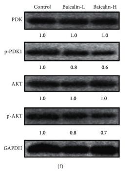 Phospho-AKT1/2/3 (Ser473) Antibody - Figure 4
Baicalin inhibited the PDK1/AKT signaling pathway in NSCLC.