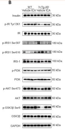 Phospho-AKT1/2/3 (Ser473) Antibody - Figure 5
Effects of ICA on impaired insulin signaling in the cerebral cortex of 3×Tg-AD mice.
