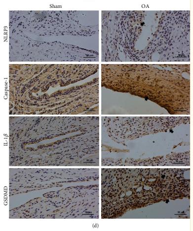 IL1 beta Antibody - Figure 2
Elevated expression of molecules in TMJ synovium.
