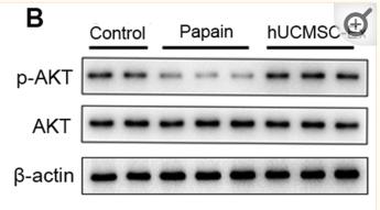 Phospho-AKT1/2/3 (Ser473) Antibody - Fig.