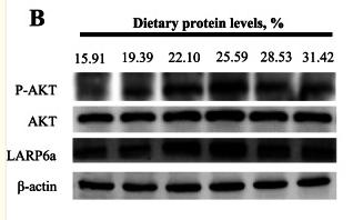 beta Actin Antibody - Fig.