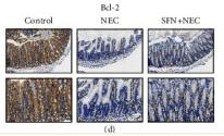 Bcl-2 Antibody - Figure 4
Immunohistochemical staining of TLR4 (a), NF-κB (b), Bax (c), and Bcl-2 (d) and semiquantitative analysis of these proteins expression (e) in intestinal tissues of mice.