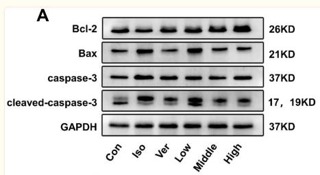 GAPDH Antibody - Figure 9
APL extract inhibited cardiomyocyte apoptosis of Iso-induced mice.