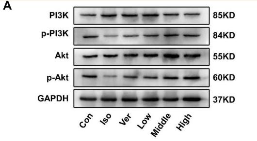 PI3K p85 alpha Antibody - Figure 10
APL extract upregulated PI3K/Akt signaling of Iso-induced mice.