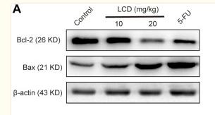 beta Actin Antibody - FIGURE 5
Licoricidin repressed proliferation and induced apoptosis of MGC-803 cells in vivo.