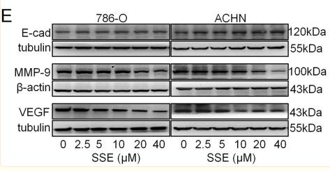 MMP9 Antibody - Fig.