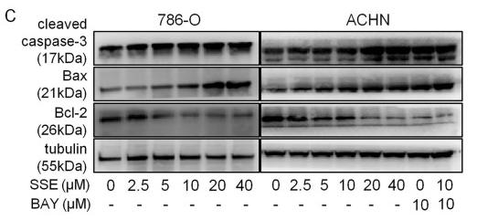 Bcl-2 Antibody - Fig.