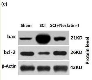 Bcl-2 Antibody - FIGURE 3
Nesfatin‐1 prevented neuronal apoptosis in mice who underwent SCI on day 14.