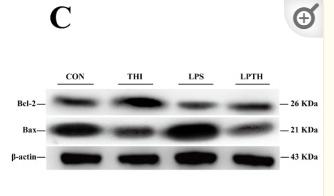 Bcl-2 Antibody - Figure 2
Thiamine (THI) inhibits apoptosis induced by lipopolysaccharide (LPS) in RECs.