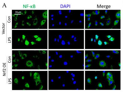 NF-kB p65 Antibody - Figure 9
Nrf2 overexpression in vitro promotes PPARγ but inhibits NF-κB nuclear translocation; n = 3 experiments per group.