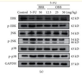 ERK1/2 Antibody - Figure 8
The effect of OBB on the MAPK signaling pathway in 5-FU-induced IM mice.