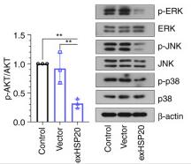 ERK1/2 Antibody - Figure 5.