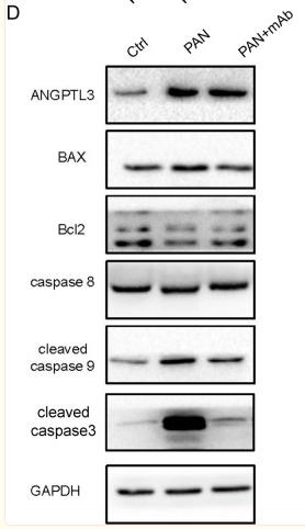 GAPDH Antibody - Fig.