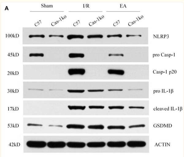 NLRP3 Antibody - Figure 4
Protein expression of pyroptosis-related proteins.