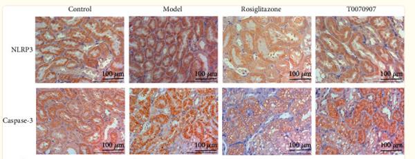NLRP3 Antibody - Figure 5
Immunohistochemistry detection of NLRP3 and caspase-3 protein expression in renal tissue of each group (400×, scale bar = 100 μm).