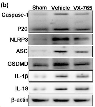 NLRP3 Antibody - Fig.